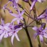 Fotografia 13 da espécie Tulbaghia violacea do Jardim Botânico UTAD