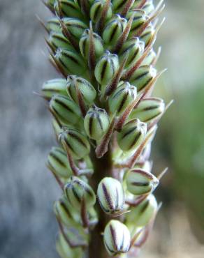 Fotografia 10 da espécie Drimia maritima no Jardim Botânico UTAD
