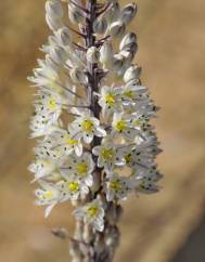 Drimia maritima