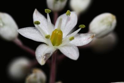 Fotografia da espécie Drimia maritima