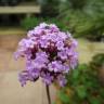 Fotografia 8 da espécie Verbena bonariensis do Jardim Botânico UTAD