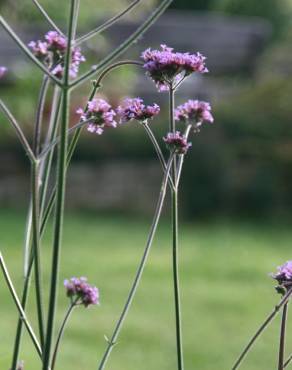 Fotografia 9 da espécie Verbena bonariensis no Jardim Botânico UTAD