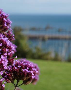 Fotografia 10 da espécie Verbena bonariensis no Jardim Botânico UTAD