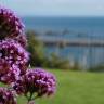 Fotografia 10 da espécie Verbena bonariensis do Jardim Botânico UTAD