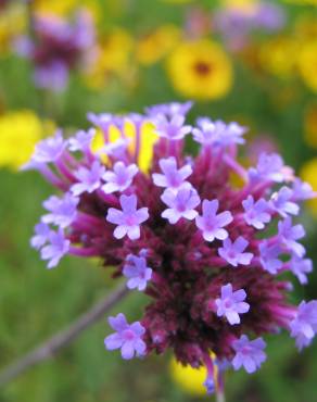 Fotografia 11 da espécie Verbena bonariensis no Jardim Botânico UTAD