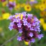 Fotografia 11 da espécie Verbena bonariensis do Jardim Botânico UTAD