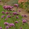 Fotografia 12 da espécie Verbena bonariensis do Jardim Botânico UTAD