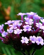 Fotografia da espécie Verbena bonariensis