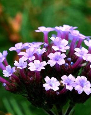 Fotografia 1 da espécie Verbena bonariensis no Jardim Botânico UTAD