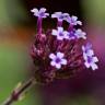 Fotografia 13 da espécie Verbena bonariensis do Jardim Botânico UTAD