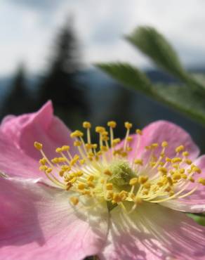 Fotografia 7 da espécie Rosa villosa no Jardim Botânico UTAD