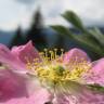 Fotografia 7 da espécie Rosa villosa do Jardim Botânico UTAD