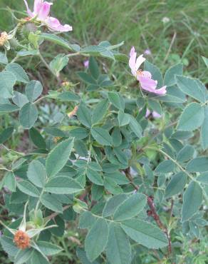 Fotografia 11 da espécie Rosa villosa no Jardim Botânico UTAD