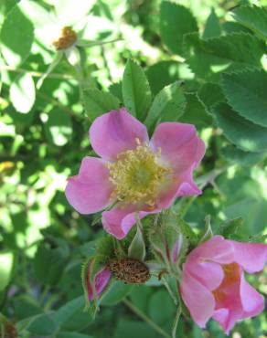 Fotografia 12 da espécie Rosa villosa no Jardim Botânico UTAD