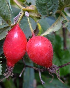 Fotografia 14 da espécie Rosa villosa no Jardim Botânico UTAD