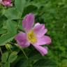 Fotografia 15 da espécie Rosa villosa do Jardim Botânico UTAD