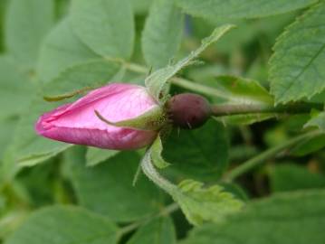 Fotografia da espécie Rosa villosa