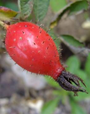 Fotografia 19 da espécie Rosa villosa no Jardim Botânico UTAD