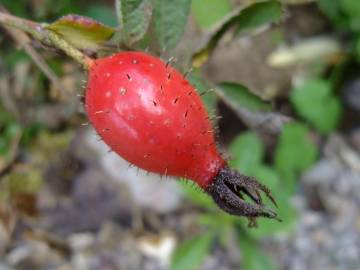 Fotografia da espécie Rosa villosa