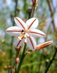 Asphodelus tenuifolius