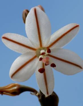 Fotografia 11 da espécie Asphodelus tenuifolius no Jardim Botânico UTAD