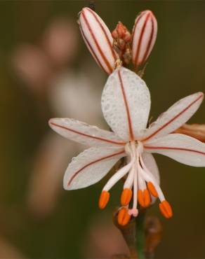 Fotografia 13 da espécie Asphodelus tenuifolius no Jardim Botânico UTAD