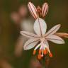 Fotografia 13 da espécie Asphodelus tenuifolius do Jardim Botânico UTAD