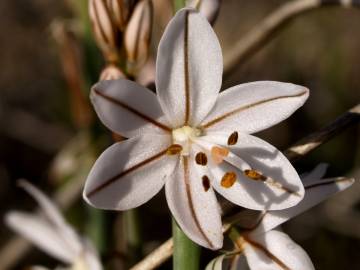 Fotografia da espécie Asphodelus tenuifolius