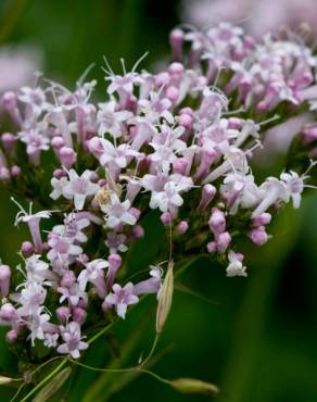 Fotografia 9 da espécie Valeriana officinalis no Jardim Botânico UTAD