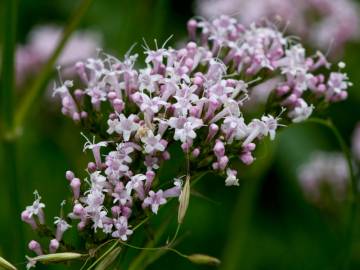 Fotografia da espécie Valeriana officinalis