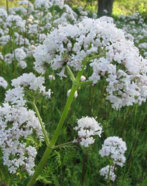 Fotografia 10 da espécie Valeriana officinalis no Jardim Botânico UTAD