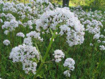 Fotografia da espécie Valeriana officinalis