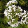 Fotografia 11 da espécie Valeriana officinalis do Jardim Botânico UTAD