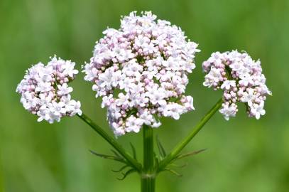 Fotografia da espécie Valeriana officinalis