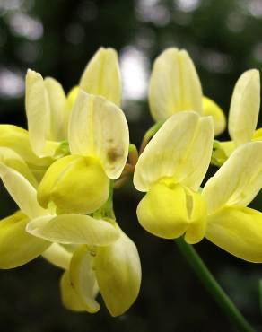 Fotografia 10 da espécie Coronilla glauca no Jardim Botânico UTAD