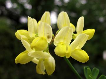 Fotografia da espécie Coronilla glauca