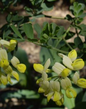 Fotografia 11 da espécie Coronilla glauca no Jardim Botânico UTAD