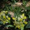 Fotografia 11 da espécie Coronilla glauca do Jardim Botânico UTAD