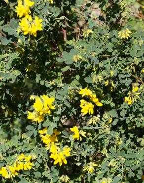 Fotografia 12 da espécie Coronilla glauca no Jardim Botânico UTAD