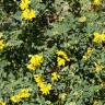 Fotografia 12 da espécie Coronilla glauca do Jardim Botânico UTAD