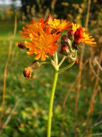 Fotografia da espécie Crepis aurea