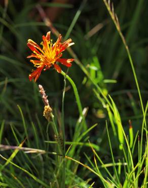 Fotografia 10 da espécie Crepis aurea no Jardim Botânico UTAD