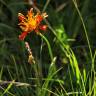 Fotografia 10 da espécie Crepis aurea do Jardim Botânico UTAD