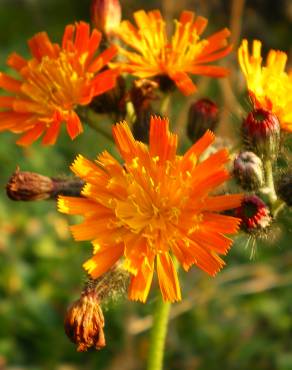 Fotografia 11 da espécie Crepis aurea no Jardim Botânico UTAD