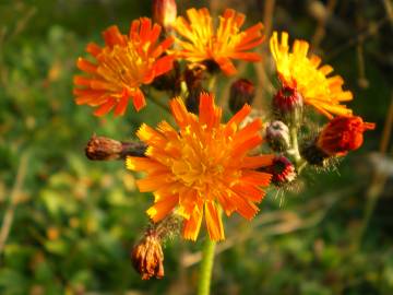 Fotografia da espécie Crepis aurea