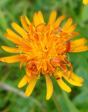 Fotografia 13 da espécie Crepis aurea no Jardim Botânico UTAD