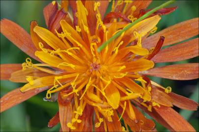 Fotografia da espécie Crepis aurea