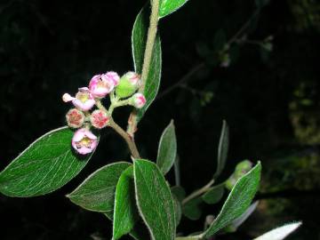 Fotografia da espécie Cotoneaster pannosus