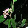 Fotografia 9 da espécie Cotoneaster pannosus do Jardim Botânico UTAD