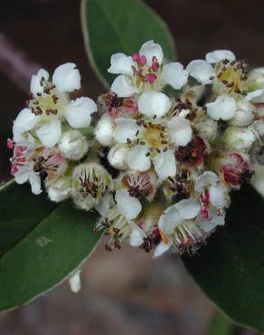 Fotografia 10 da espécie Cotoneaster pannosus no Jardim Botânico UTAD